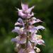 Pranarom Clary Sage Essential Oil 5ml - 100% Pure & Natural Aromatherapy - Buy Online on GoSupps.com