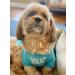 Cute Dog T-Shirt for Medium & Small Dogs - Breathable Pet Costume for Puppies & Cats (S-(48lb) Chest14 Aqua) - Buy Online on GoSupps.com