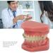 Portable Orthodontic Bracket Model - Simulated Safe Dental Resin for Students & Hospitals | International Shipping - Buy Online on GoSupps.com