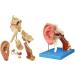 Human Ear Human Ear Body Model Medium Ear Ear External Ear Membrane Temporal Ear Ear Model Educational Model (Size: 16.1x17.3in) - Buy Online on GoSupps.com