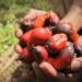 Kajal Huile de palme 500 ml Huile de palme rouge de qualit sup rieure du Ghana riche en b ta-carot ne Id al pour la cuisine et la p tisserie Couleur naturelle v g talienne et sans additifs  - Buy Online on GoSupps.com