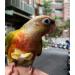 Kama Bridal Diapers for Parakeets Cockatiels & Small Birds - 2 Pack | Best for Macaws Budgerigars & Canaries - International Shipping Available! - Buy Online on GoSupps.com