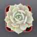2in Echeveria Lola Succulent Plant - Live Mini Plant for Indoor Outdoor Decor, Perfect for Home Office Wedding DIY Projects - 1 Pack Fully Rooted in Pots - Buy Online on GoSupps.com