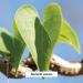 Banyan Botanicals Women's Support Herbal Tablets - Promotes Healthy Reproductive System - 90 Vegan Tablets - Buy Online on GoSupps.com