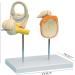 Medical Teaching Tool Inner Ear Small Bone and Eardrum Release Large Model Human Body Inner Ear Model with Base for Medical Demonstration Gift - Buy Online on GoSupps.com