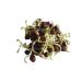 500g ORGANIC sprouts chickpeas black sprouts microgreens microgreen sprout cultivation black chickpea