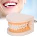 Standard tooth model tooth model brushes dental floss practice teeth typodonten mode gingiva visible anatomic demonstration teaching study