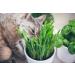 Organic CAT Grass Seed - Favourite Organic Grain Mixture - 150 g. - Buy Online on GoSupps.com