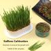 3pcs Cat Grass Planter Soilless Culture Cat Grass Planting Container Catnip Cat Grass Box Cat Grass Growing Kit Cat Grass Sprouting Trays for Indoor(size:3pcs) - Buy Online on GoSupps.com