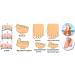 Buy Sichun Soft Silicone Gel Bunion Toe Spreader - Transparent White Foot Separator for Comfort & Correction - Buy Online on GoSupps.com