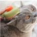 Cat Brush for Long & Short Hair 1-Click Self-Cleaning Tool for Effortless Pet Hair Removal - Buy Online on GoSupps.com