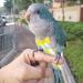 Kama Bridal Washable Diapers for Birds - Parrots Budgies Canaries | 2 Medium Flight Suits - Buy Online on GoSupps.com