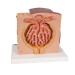 3B Scientific K13 Microanatomy Kidney Model 7.5-Inch Lengthx9.3-Inch Widthx10-Inch Height - Buy Online on GoSupps.com