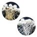 Dzsomt Hair Pearls for Weddings - 36 U-Shape Hairpins & Needles | Elegant Bride Accessories | Perfect for Prom & Parties - Buy Online on GoSupps.com