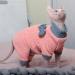 DENTRUN Cat Clothes Cat Jumpers for Cats Only Breathable Cat Outfit Onesie Soft Sphynx Cat Kitten Clothes Cat Clothing Coat Sweater T Shirt Knitted Dog Fleece Jumper Pyjamas for Hairless Cats(Pink M) Medium Pink - Buy Online on GoSupps.com