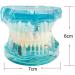 Buy Lmeil Transparent Dental Teeth Model - Ideal for Implantation & Dentist Research | Pathological Dental Model - Buy Online on GoSupps.com