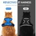 Breakproof Cat Dishes & Adjustable Vest Set for Small Kittens | Reflective Blue XS Leash for Safe Outdoor Adventures - Buy Online on GoSupps.com