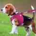 Joyal Reflective Soft Padded Dog Harness & Dishes for Medium Dogs - Air-Mesh Breathable Hot Pink XL (55-61cm) - Buy Online on GoSupps.com