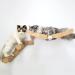 HeyKitten 17 Cat Wall Hammock for 2x4 Stud Mount - Stylish Floating Kitten Shelf for Large Cats - DIY Suspension Kitty Perch in Walnut - Buy Online on GoSupps.com