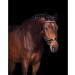 Buy Presteq Bridle FaySport Glitter PresTec Black - Full/WB - International Shipping Available - Buy Online on GoSupps.com