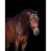 Buy Presteq Bridle FaySport Glitter PresTec Black - Cob/VB | Premium Equestrian Gear Shipping Worldwide - Buy Online on GoSupps.com