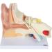 Human Ear Model 5 Times Natural Size Model with 3 Parts Illustrating The Main Regions Human Beings Ear Cleaner Internal Ear - Buy Online on GoSupps.com