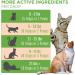 Organic Cat Probiotic Supplement for Digestive & Gut Health - Vegan, Non-GMO, Gluten Free | 4 Fl Oz - Buy Online on GoSupps.com