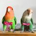 Shop Colorful Parrot Diapers - Washable & Cute Floral Patterns for Medium Birds - Buy Online on GoSupps.com