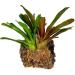 Buy Fresh Dried Sphagnum Moss - 150g Bag | Ideal for Reptiles Terrariums & Pet Litter - Buy Online on GoSupps.com