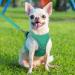 Shop Joyal Reflective Soft Padded Dog Harness - Breathable Air-Mesh for Puppies & Small Dogs (XS 34-38cm Turquoise) - International Shipping Available - Buy Online on GoSupps.com