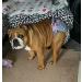 Glenndarcy Dog Diapers Without Tail Hole - XL Dotty Pink for Frenchies & Bulldogs - Premium Dog Pants - Buy Online on GoSupps.com