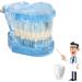 Adult Dental Implant Tooth Model - Blue-Transparent Acrylic for Pedagogical Demonstration | Removable Simulation for Dentists - Buy Online on GoSupps.com