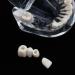 Boxwizard Tooth Model for Dentistry Students | Typodont Dental Diseases Teaching Aid - Adult Demonstration Tooth Model - Buy Online on GoSupps.com