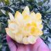 Natural Yellow Ghost Quartz Crystals raw Gemstone Specimen for Home&Office Decoration fengshui (Size : 800-890g) HOMEZHOU (Size : 600-690g) - Buy Online on GoSupps.com