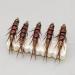 5 x fly fishing hooks nymph stonefly bait fly bait for trout perch grayling