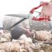 Buy Akozone Sheep Scissors - Manual Stainless Steel Sheep Shears & Wool Trimmers for Goats - Buy Online on GoSupps.com