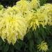 Amaranthus Tricolor Yellow 200 Samen - Buy Online on GoSupps.com