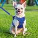 Joyal Reflective Soft Padded Dog Harness | Breathable Mesh for Small Dogs & Puppies - Royal Blue XS (34-38cm) - Buy Online on GoSupps.com