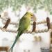 Phiezc Bird Toys - Wooden Ladders & Cage Accessories for Budgies Nymphicus & Cockatoos | 10-Part 64 cm Ladder - Buy Online on GoSupps.com