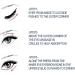  Chagoo OPENEYES Awaken Peptide Lifting Eye Gel Nordizoe Openeyes Nordizoe Eye Cream Open Eyes Awaken Peptide Lifting Eye Gel Men Eye Cream Anti Aging (2pcs) - Buy Online on GoSupps.com
