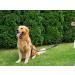 Buy COPCOPET 3-Way Adjustable Dog Leash - Handmade Fat Leather Chrome Fittings 2.40m x 8mm Green - International Shipping Available - Buy Online on GoSupps.com