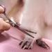 Professional Dog Grooming Scissors Kit - Stainless Steel Shears Set with Safety Round Tips for Pet Grooming - Buy Online on GoSupps.com