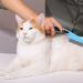 Flea Comb 3 Pcs Flea Comb for Cats Fine Teeth Flea Comb for Dogs Multifunctional Dog Comb with Long Short Handle Dog Flea Comb for Grooming Float Hair Tangles Knots Marks Removal Tool - Buy Online on GoSupps.com