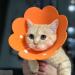 Buy Tecatty Pets Calant Adjustable Anti-Digging Cat Collar | Lightweight Elizabethan Collar for Cats (M Orange) - International Shipping Available - Buy Online on GoSupps.com