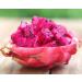 Amafruits Dragon Fruit (Pitaya) Bite Size Cubes - 16oz, 5 Bags | Fresh and Ready-to-Eat - Buy Online on GoSupps.com
