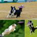 Jinyunmin 2-Pack Dog Frisbee Toys - 18cm Perfect for Training Throwing & Catching - Purple & Blue - Buy Online on GoSupps.com