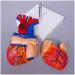 Educational Model Human Anatomical Heart Model Human Organ Anatomical Model Heart Model Detachable 2 Parts Science Anatomy Heart Model Medical Models - Buy Online on GoSupps.com