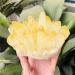 Home Decoration Natural Citrine Phantom Quartz Crystal Cluster Specimen Stones Home Collections (Size : 700-800g) - Buy Online on GoSupps.com