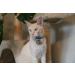 Beaus Bells 2 Extra Loud Handmade Copper Pet Trackers | Save Birds & Wildlife | Medium Size Cat & Dog Bells - Buy Online on GoSupps.com