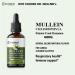 Dr.WellMe Mullein Chlorophyll 2 fl oz Liquid Drops Natural Detox & Promotes Health Gut Support High Absorption Packed with Minerals for Wellness - Buy Online on GoSupps.com
